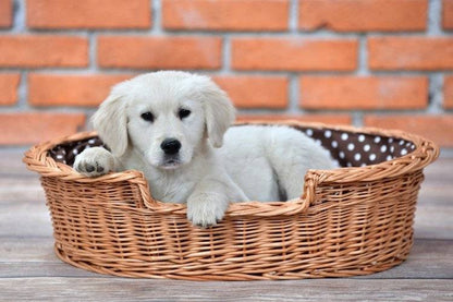 Esmira Natural Wicker Dog Bed With Polka Dot Cushion, 85x67 cm